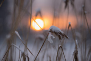 Reed Silhouettes Against Winter Sunset Reed Silhouettes Against Winter Sunset